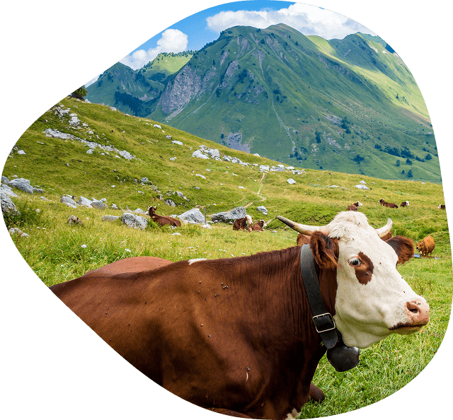 Vache dans les alpages