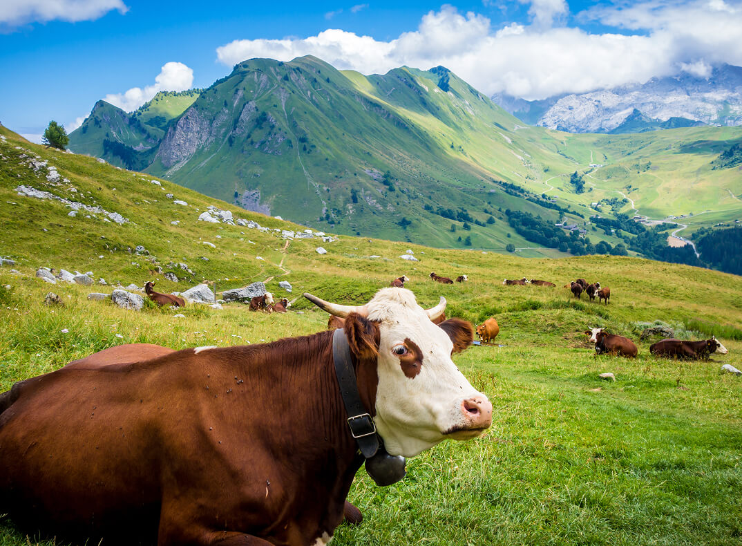 Vache dans les alpages